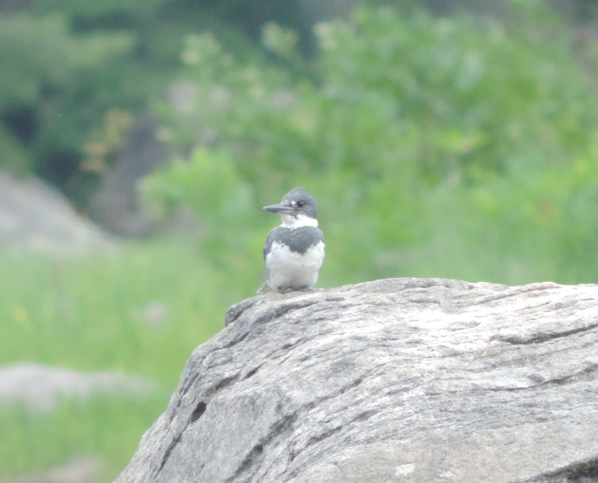 Belted Kingfisher - ML629896853