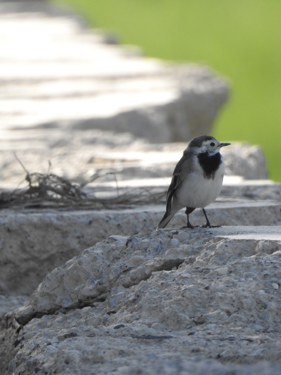 White Wagtail - ML629896860