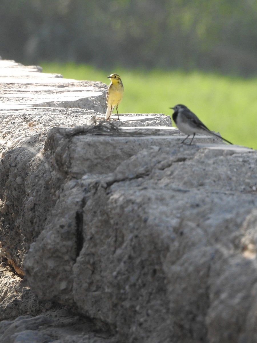 Citrine Wagtail - ML629896861