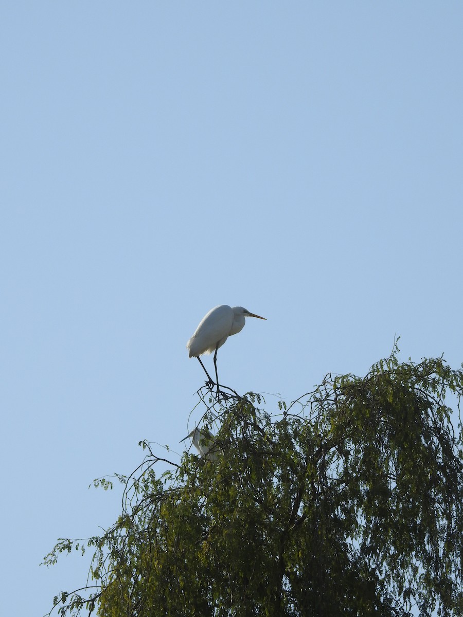 Great Egret - ML629896866
