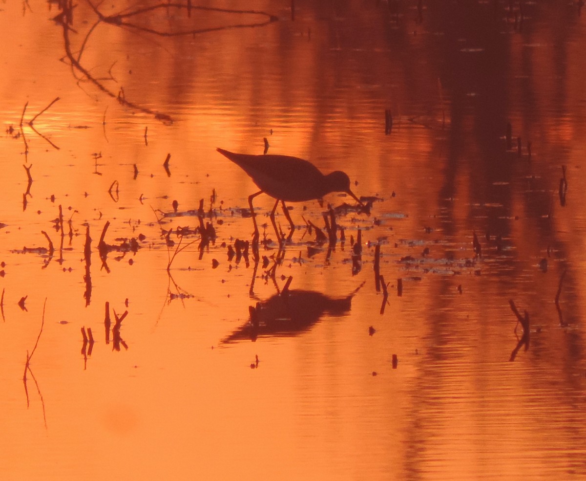 Totano zampegialle minore - ML629896868