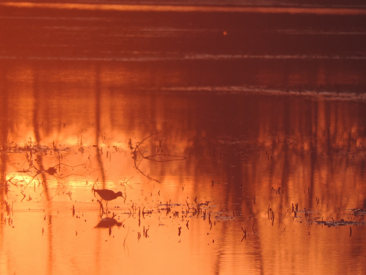 Totano zampegialle minore - ML629896869