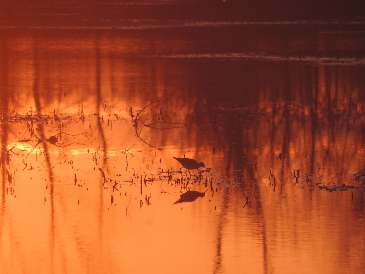 Totano zampegialle minore - ML629896870