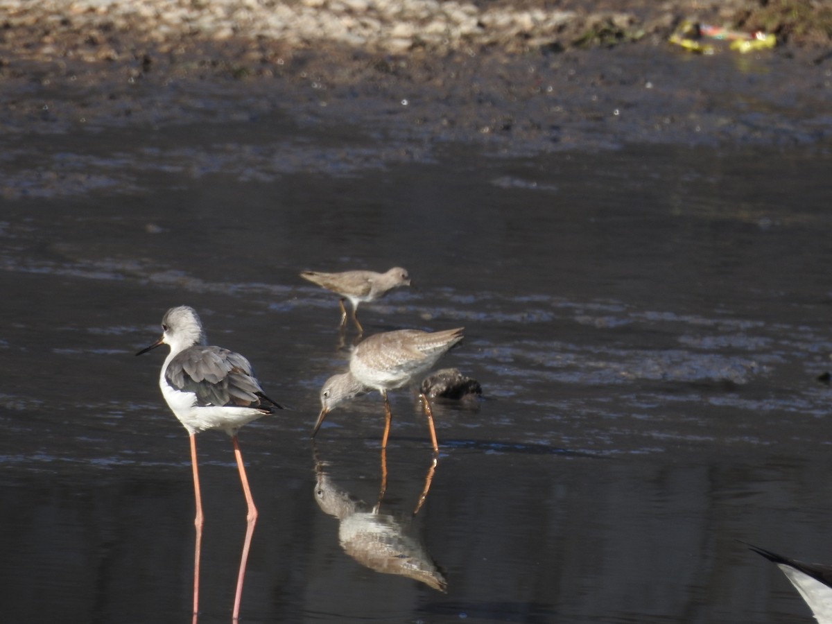 Temminck's Stint - ML629896872