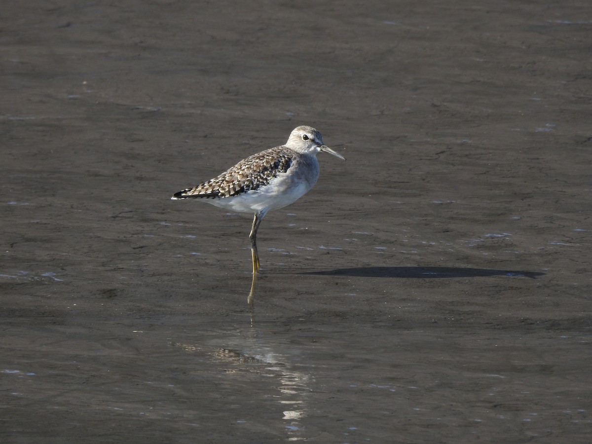 Wood Sandpiper - ML629896875