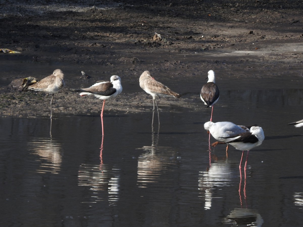 Black-tailed Godwit - ML629896886