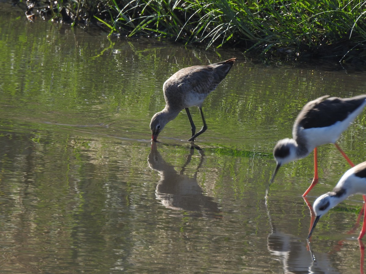 Black-tailed Godwit - ML629896889