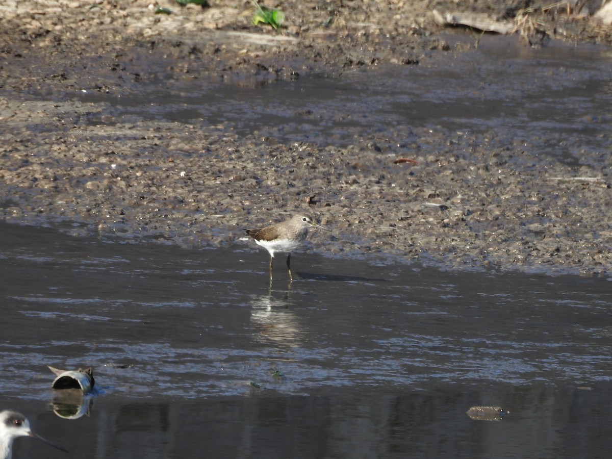 Green Sandpiper - ML629896892