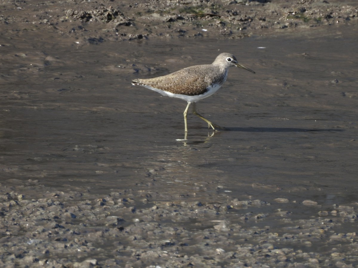 Green Sandpiper - ML629896896