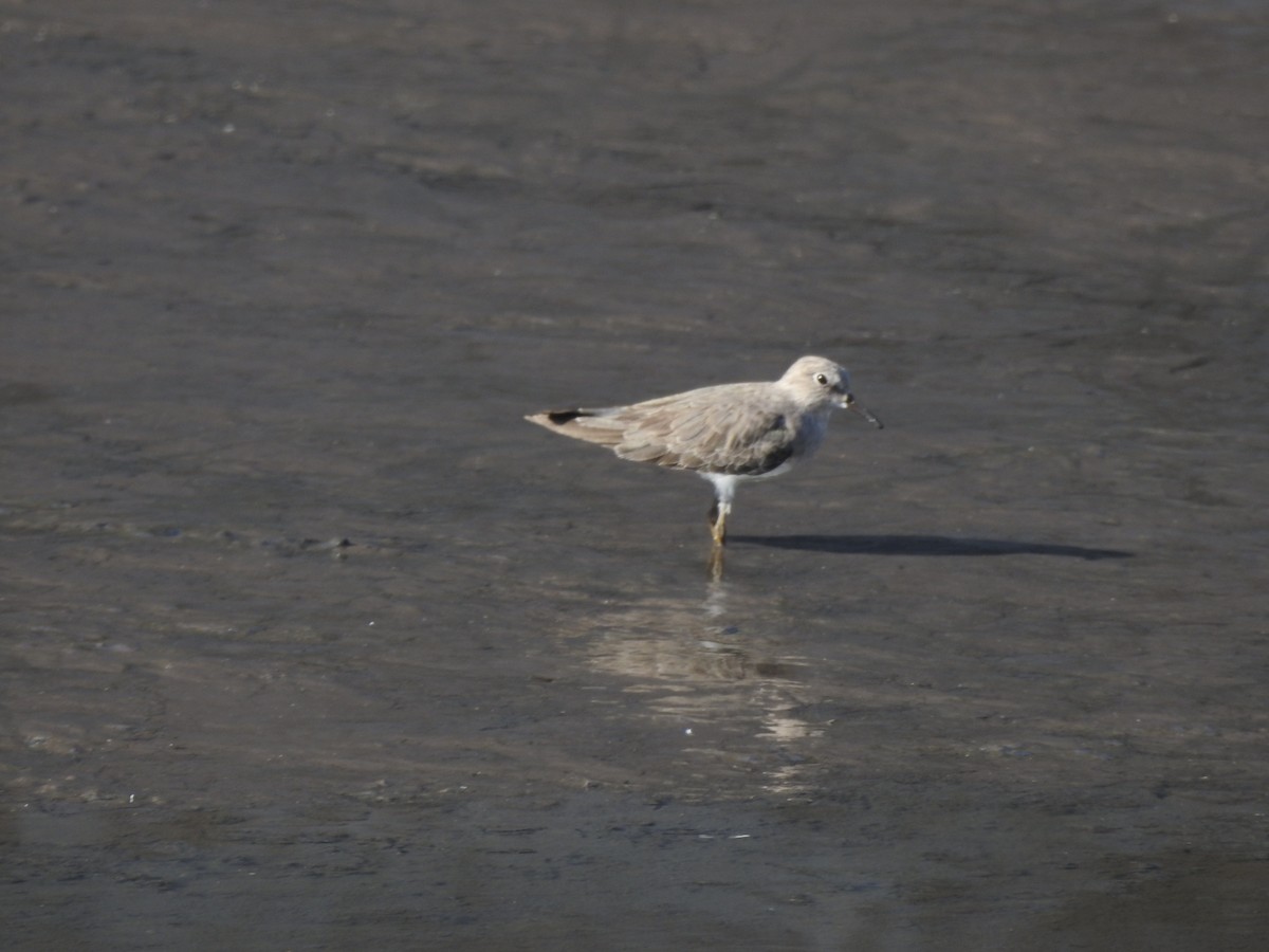 Temminck's Stint - ML629896898