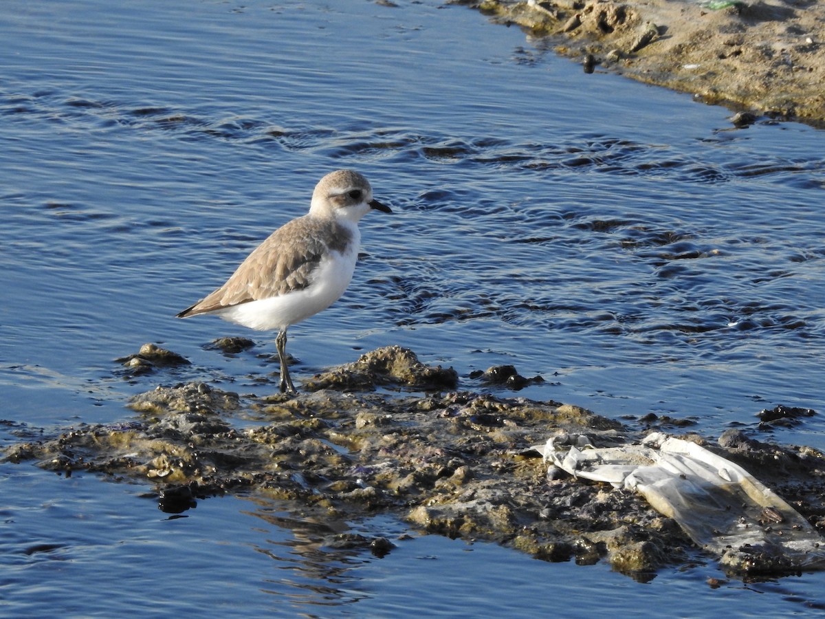 Tibetan Sand-Plover - ML629896911