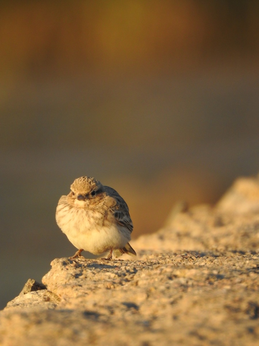 Sand Lark - ML629896918