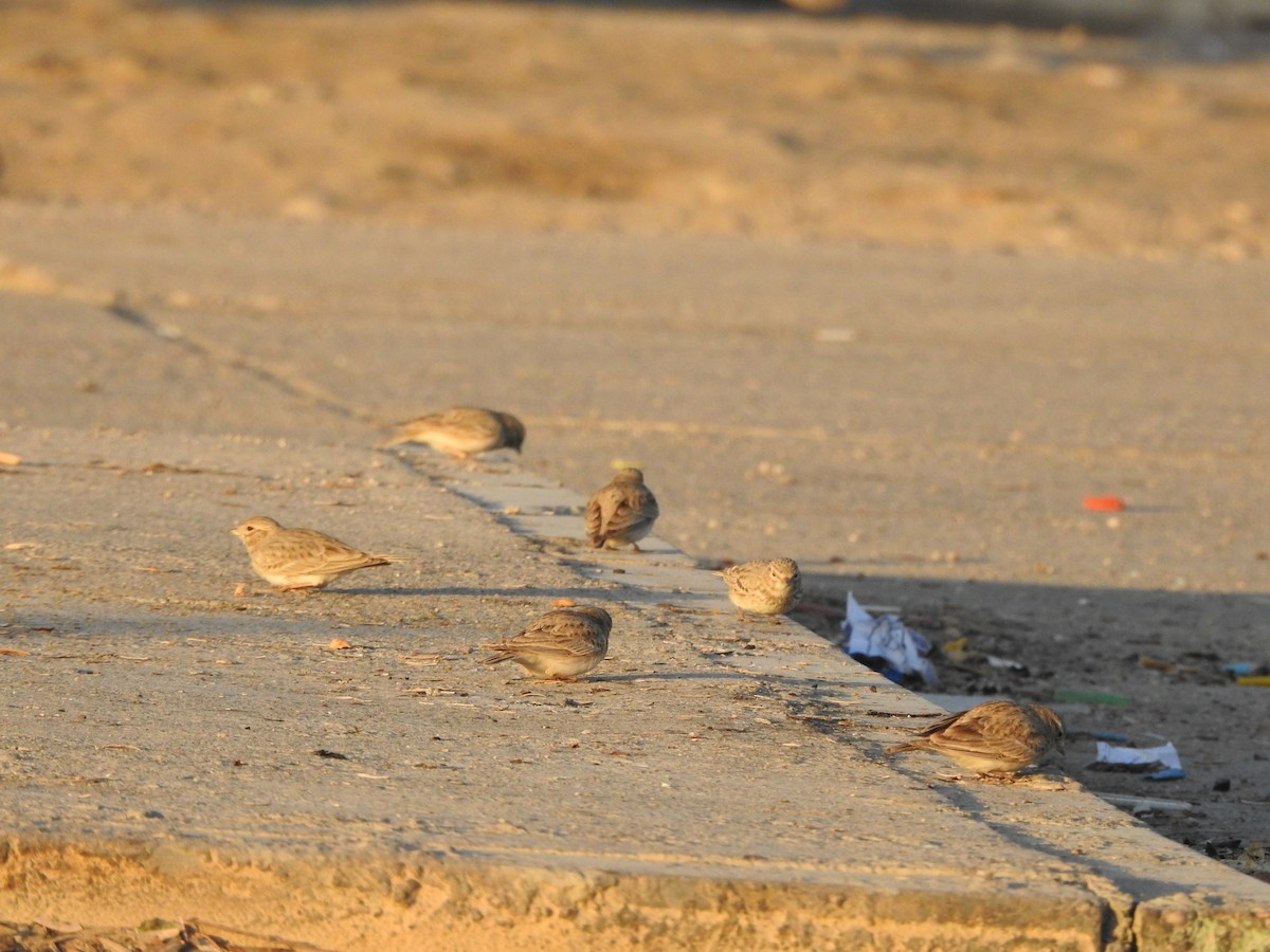 Sand Lark - ML629896920