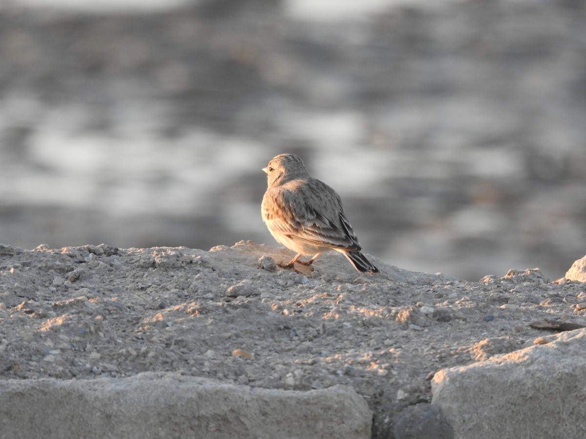 Sand Lark - ML629896923