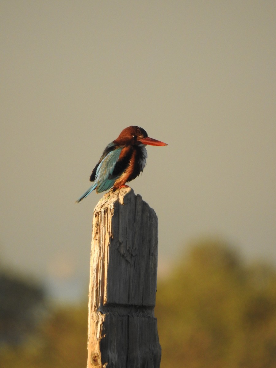 White-throated Kingfisher - ML629896928