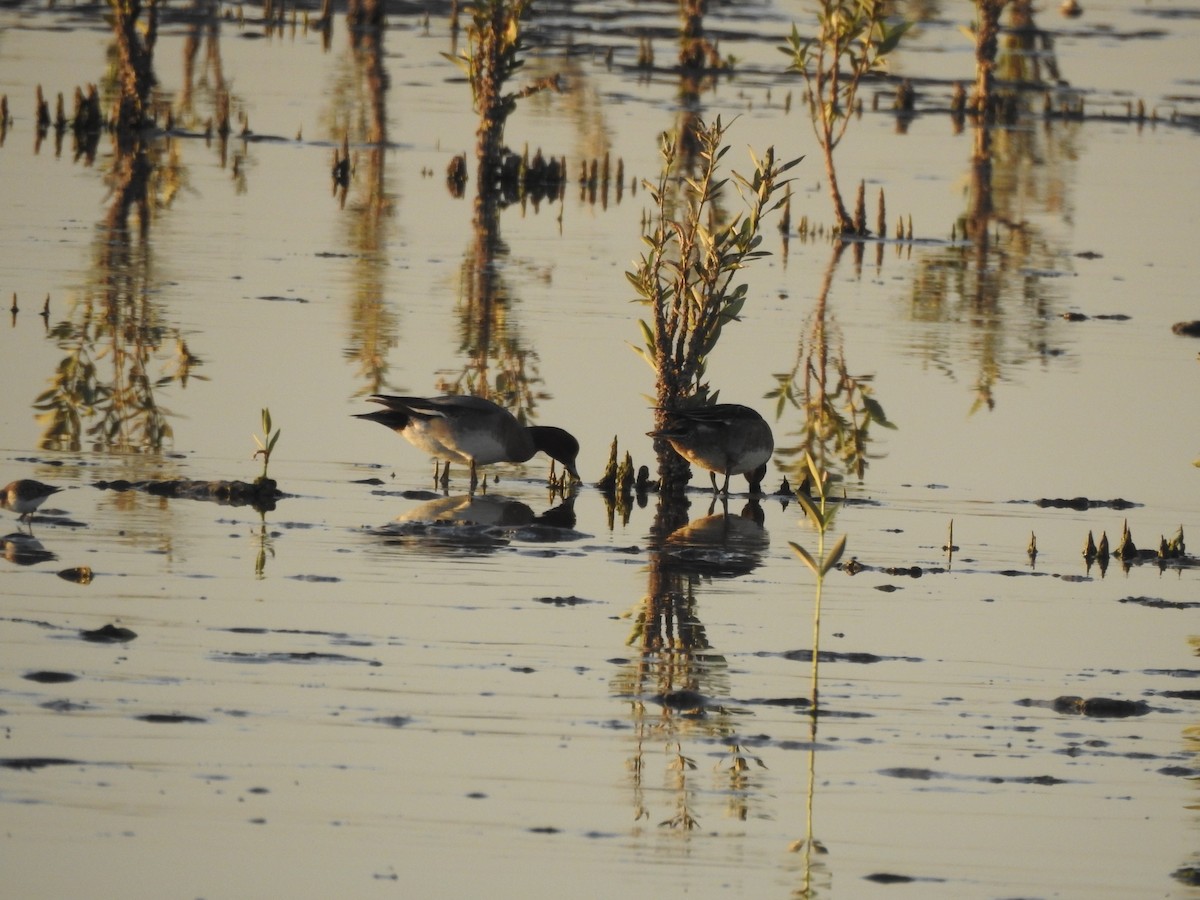 Eurasian Wigeon - ML629896931