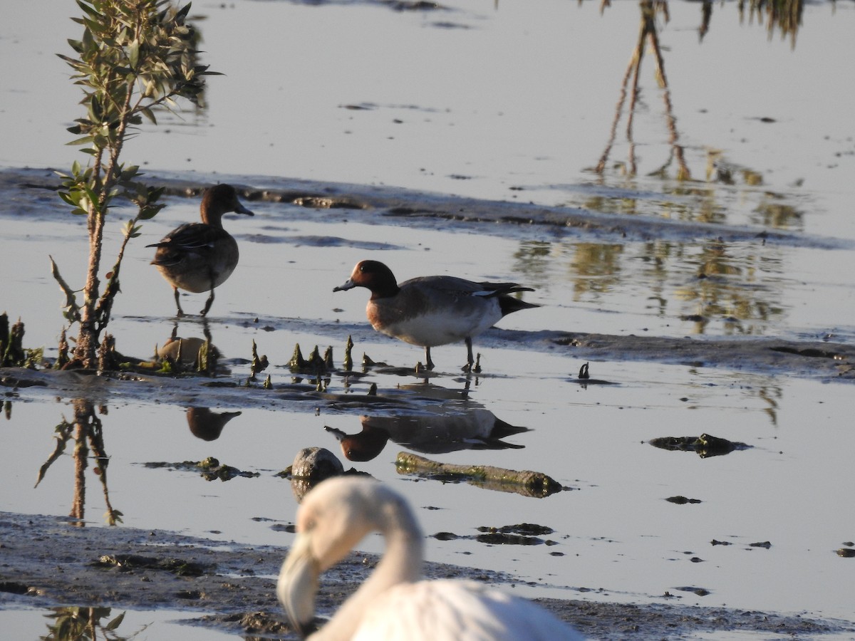 Eurasian Wigeon - ML629896938