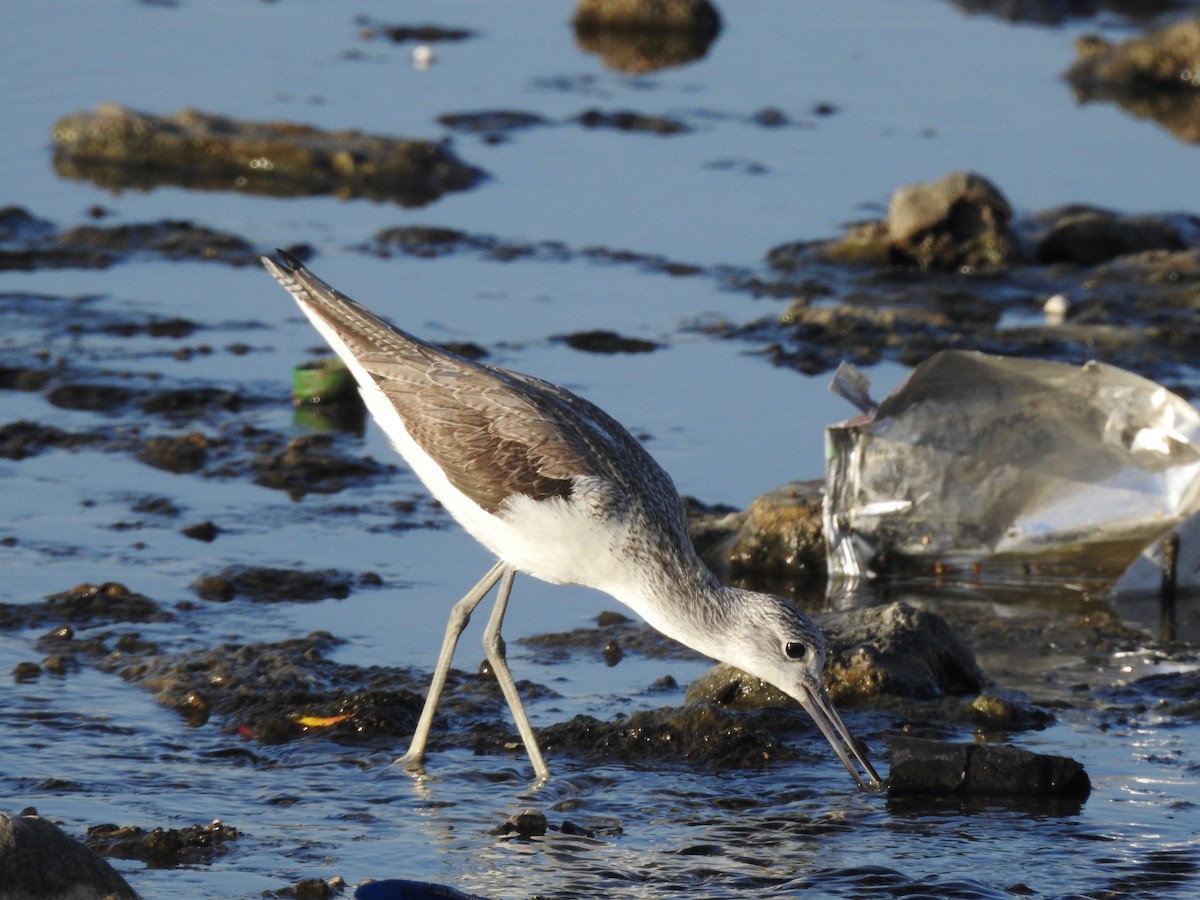 Marsh Sandpiper - ML629896964