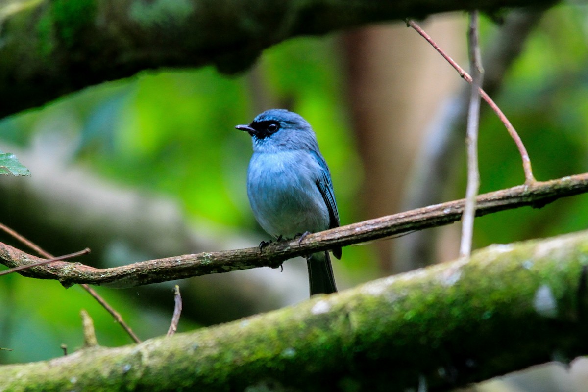 Turquoise Flycatcher - ML629897384