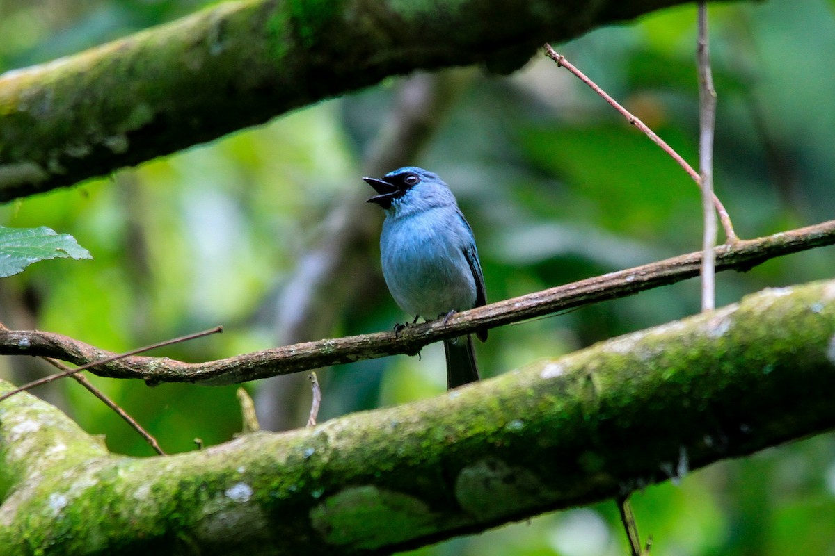 Turquoise Flycatcher - ML629897393