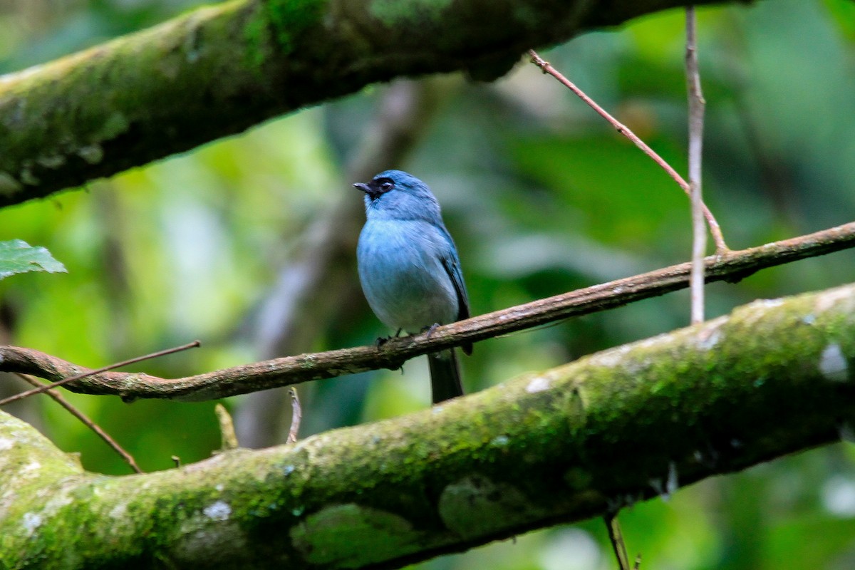 Turquoise Flycatcher - ML629897394