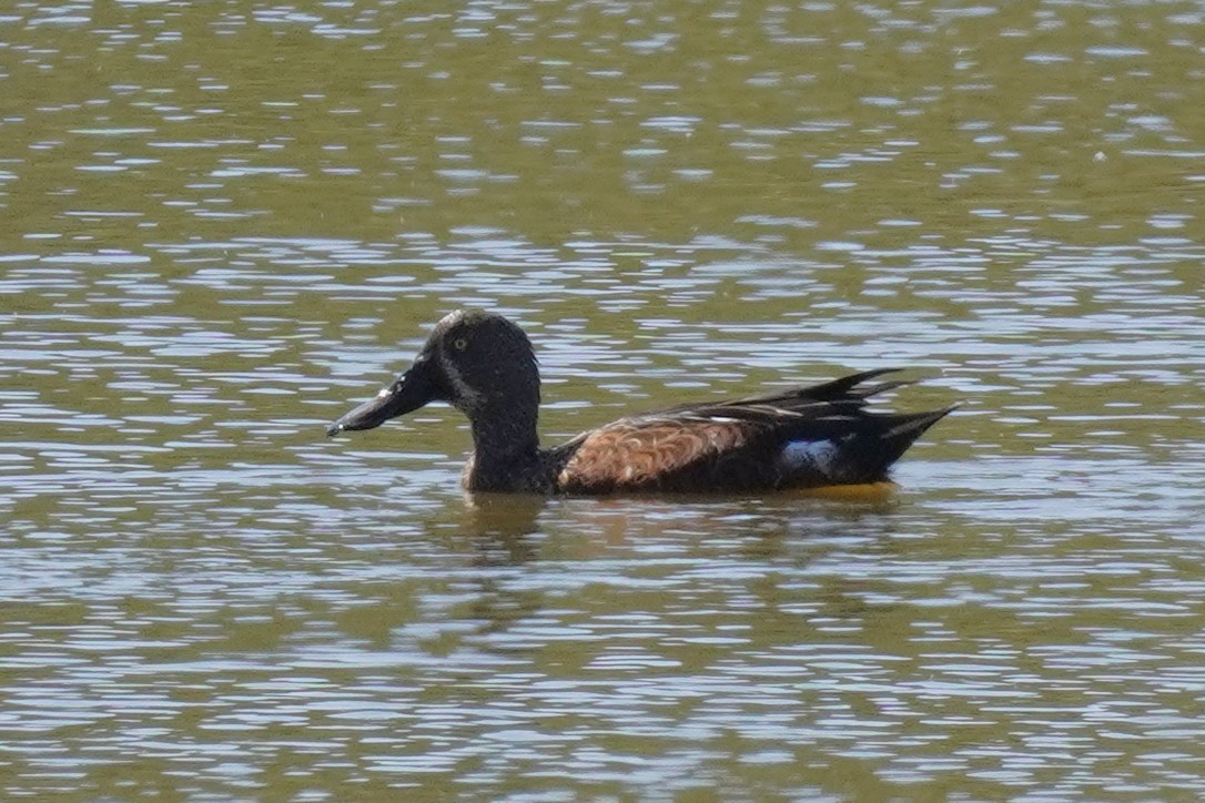 Canard bridé - ML629897494