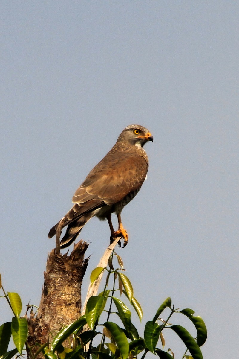 Gray-faced Buzzard - ML629897527