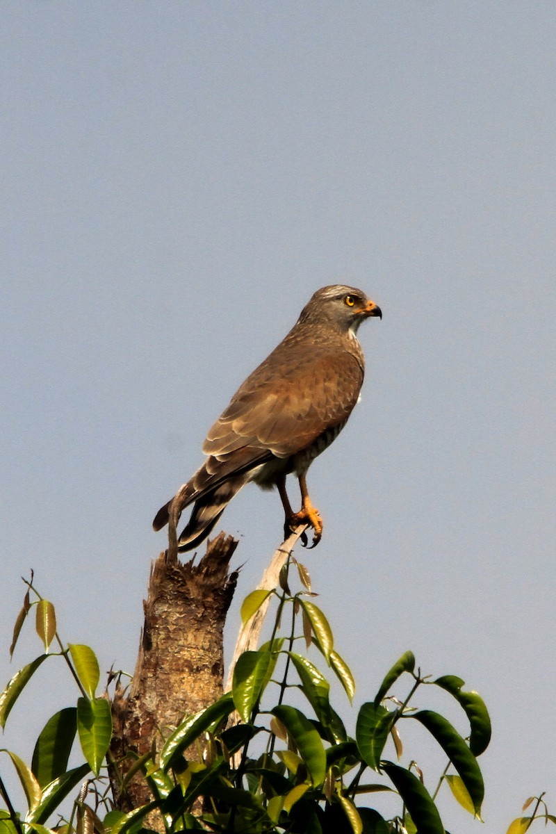 Gray-faced Buzzard - ML629897528