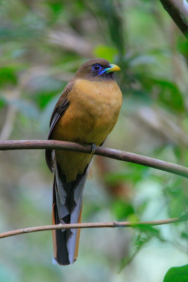 Philippine Trogon - ML629897530