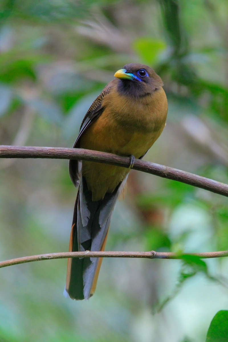Philippine Trogon - ML629897534