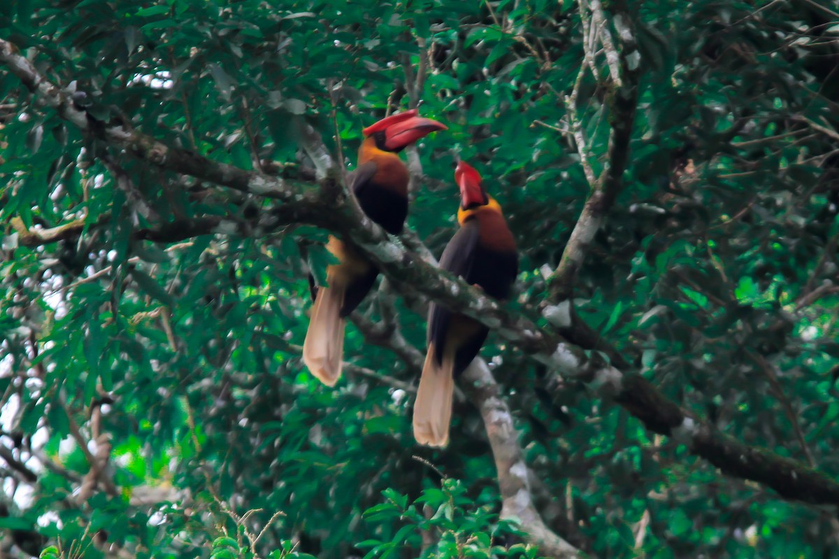 Rufous Hornbill - ML629897541
