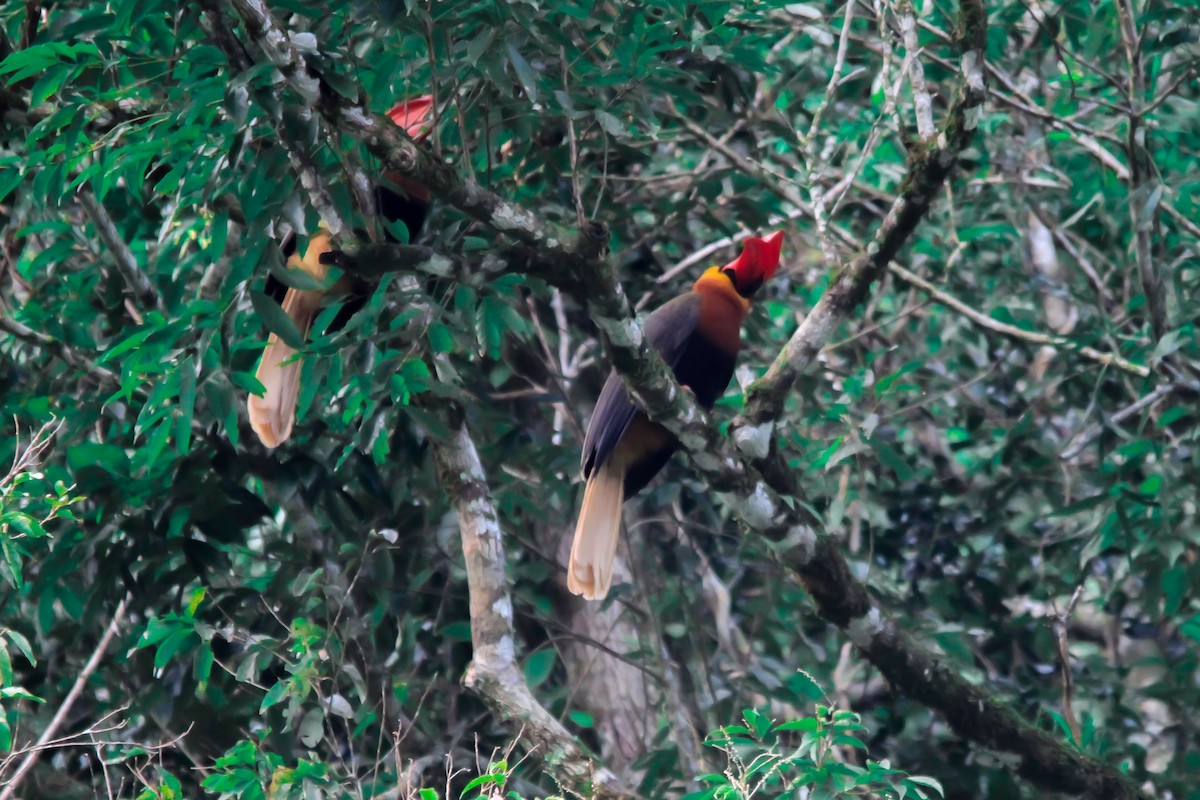Rufous Hornbill - ML629897542