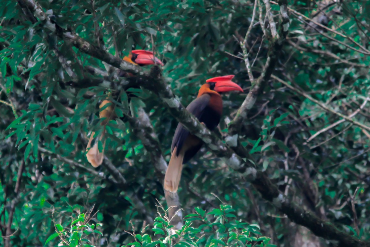 Rufous Hornbill - ML629897543