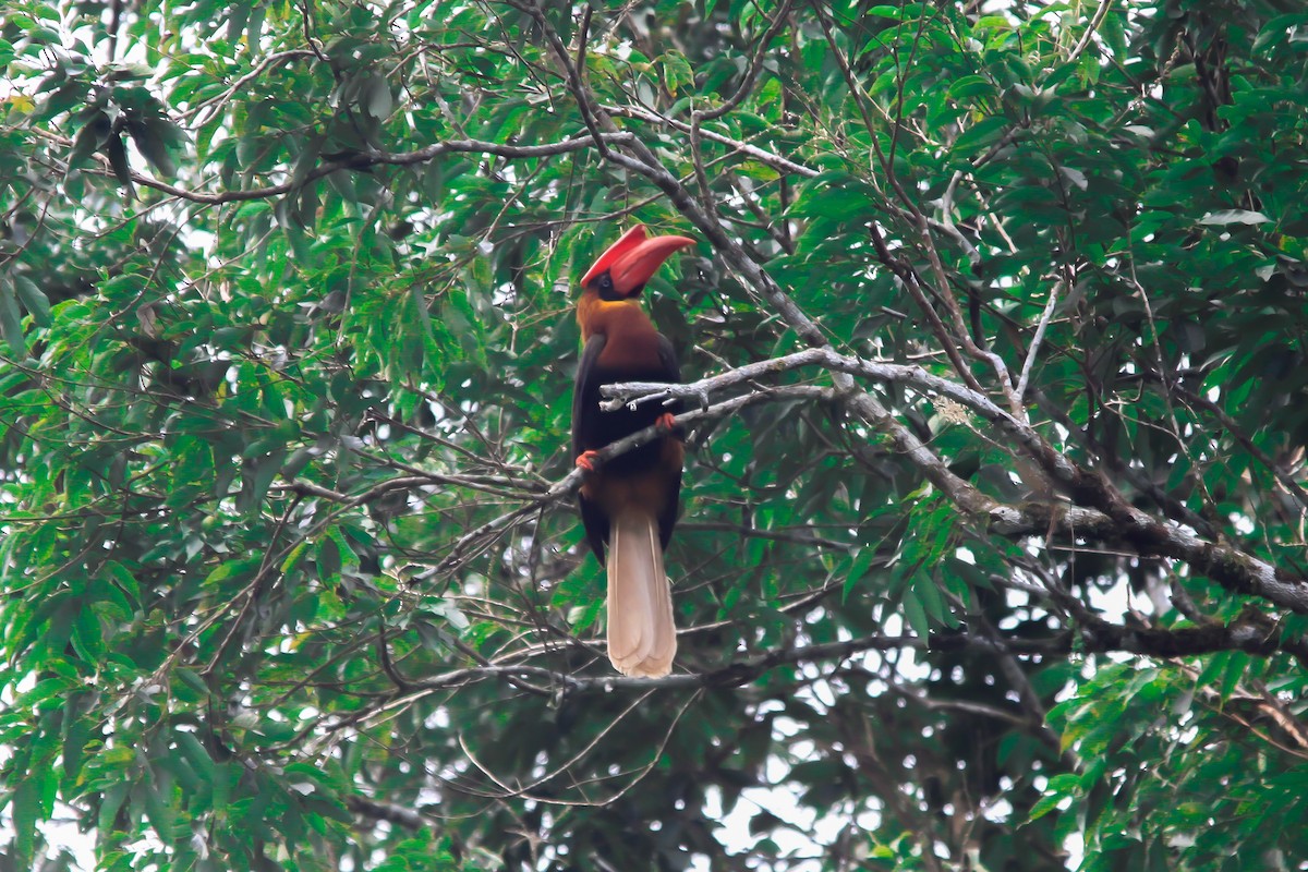 Rufous Hornbill - ML629897544