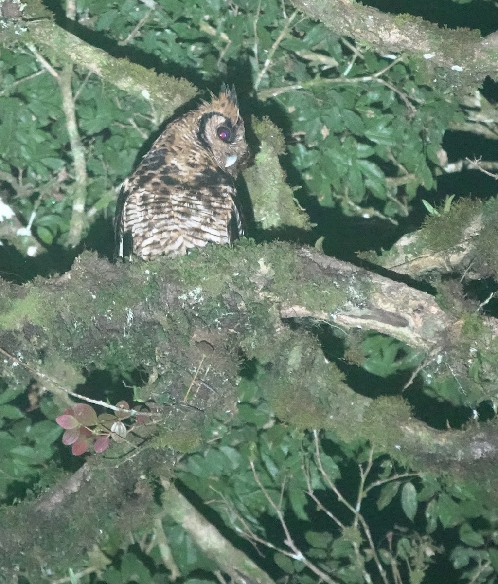 Fraser's Eagle-Owl (Usambara) - ML629897599
