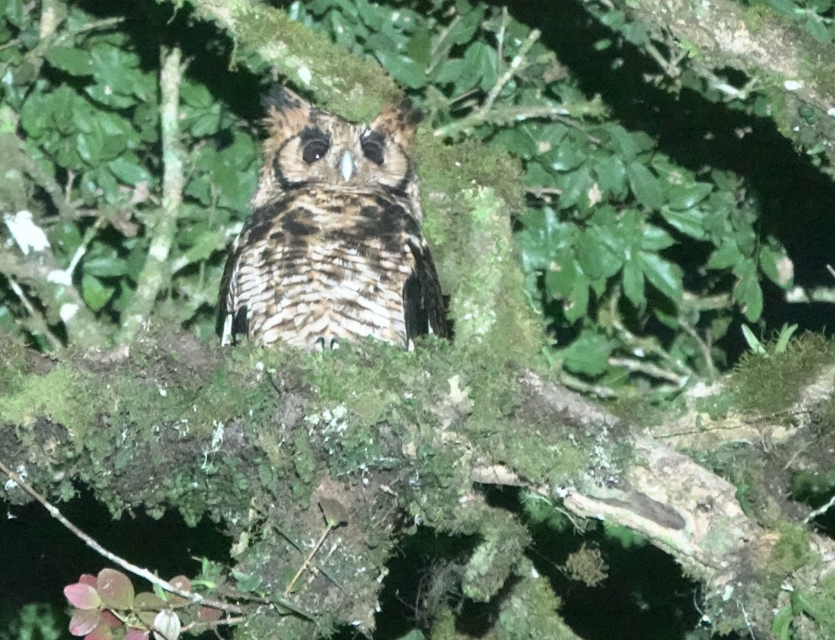 Fraser's Eagle-Owl (Usambara) - ML629897600