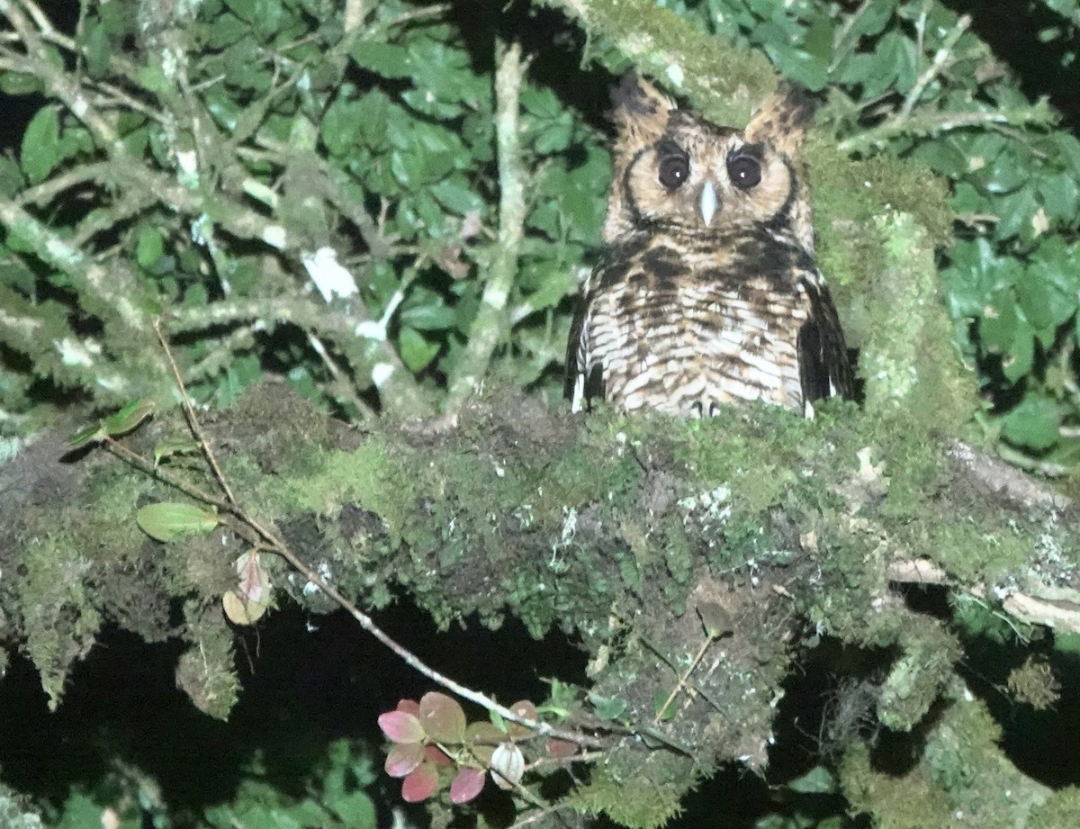 Fraser's Eagle-Owl (Usambara) - ML629897601