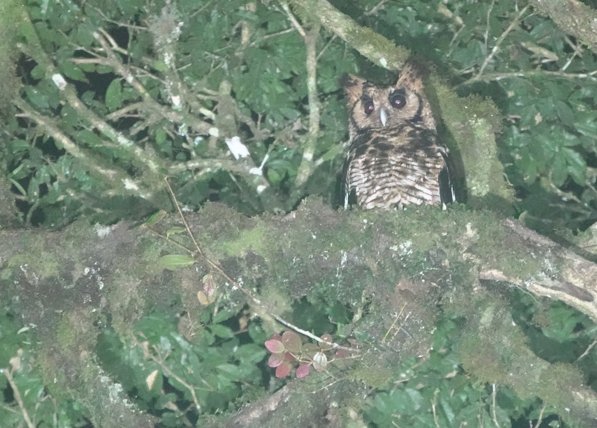 Fraser's Eagle-Owl (Usambara) - ML629897602