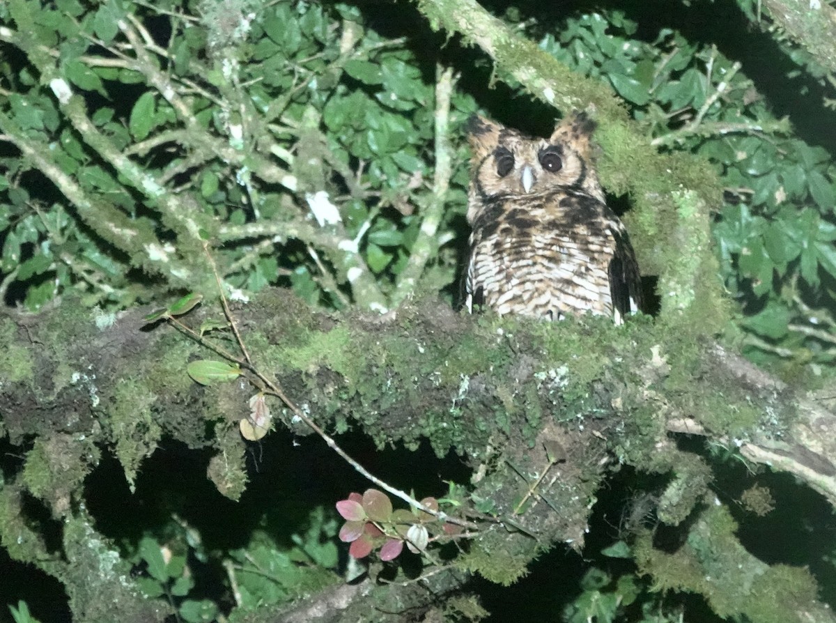 Fraser's Eagle-Owl (Usambara) - ML629897603