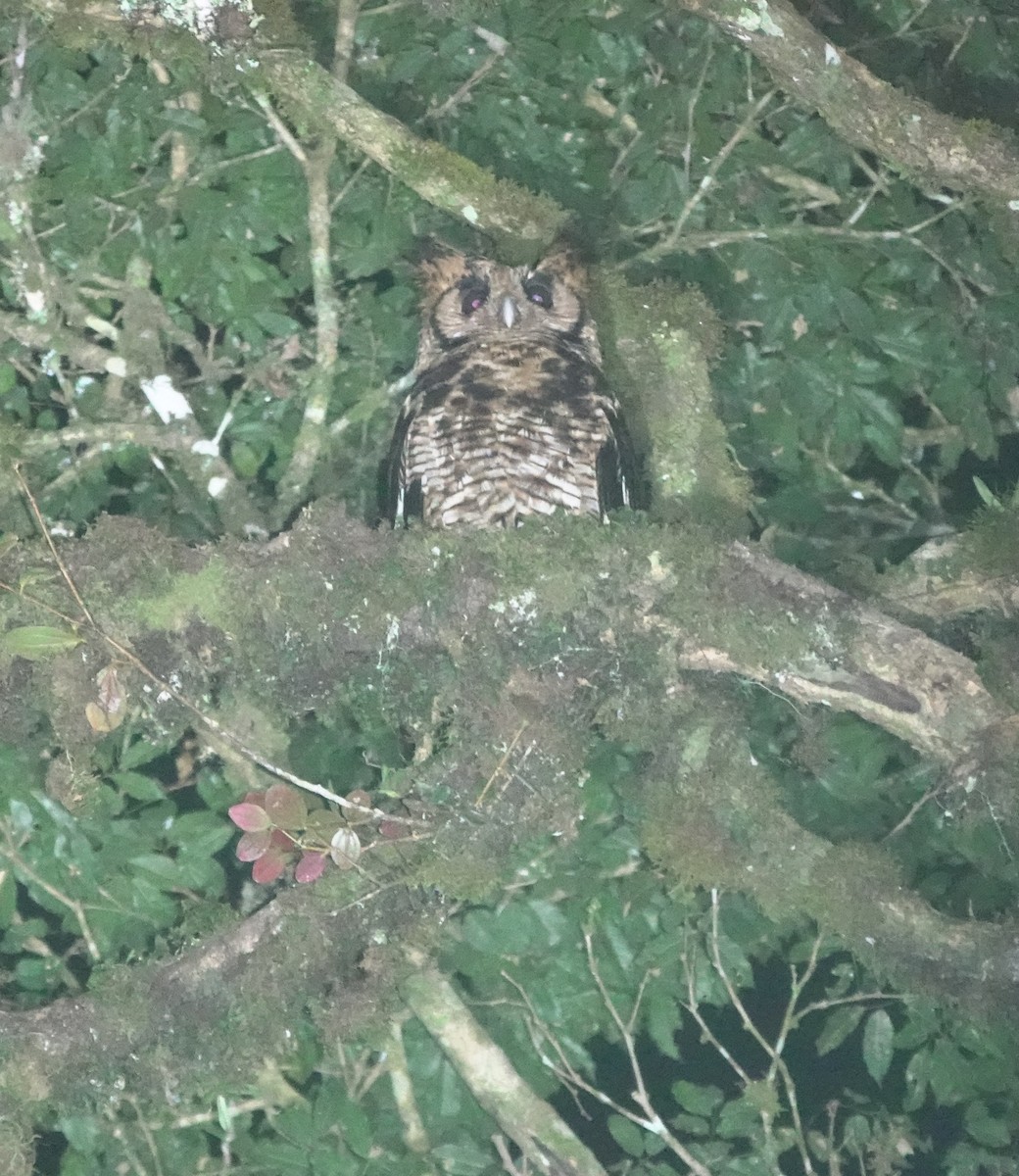 Fraser's Eagle-Owl (Usambara) - ML629897607