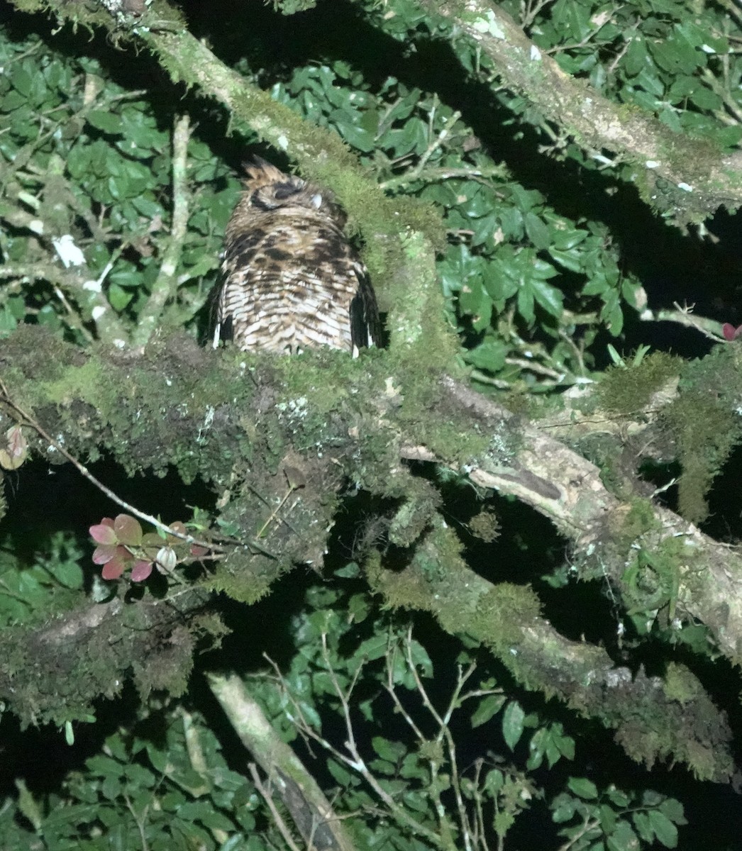 Fraser's Eagle-Owl (Usambara) - ML629897608