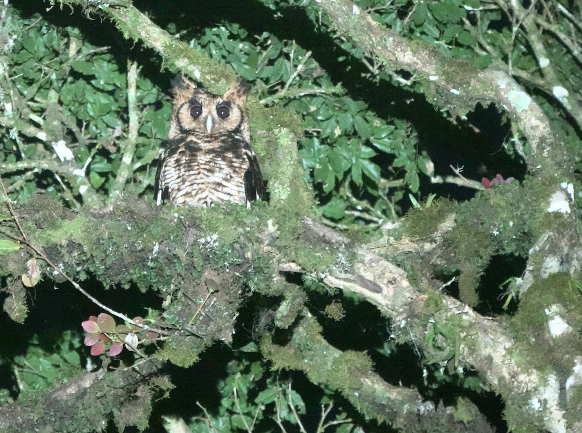 Fraser's Eagle-Owl (Usambara) - ML629897609