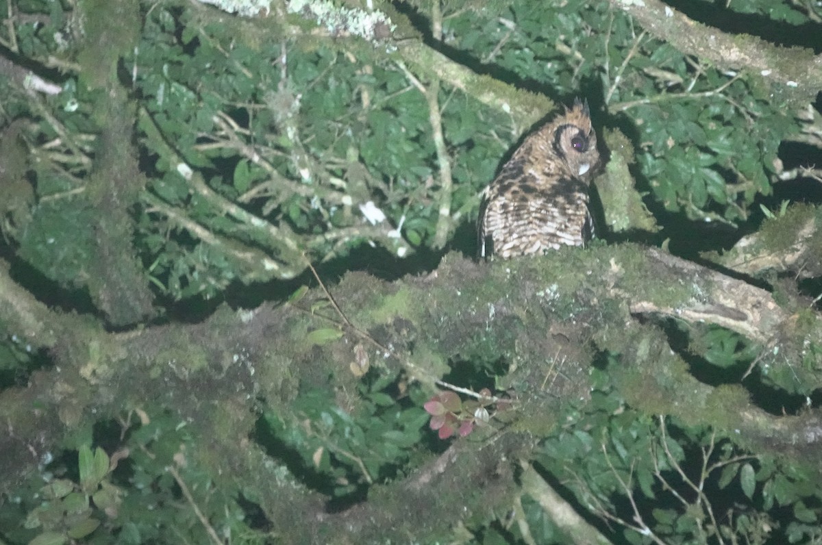 Fraser's Eagle-Owl (Usambara) - ML629897611