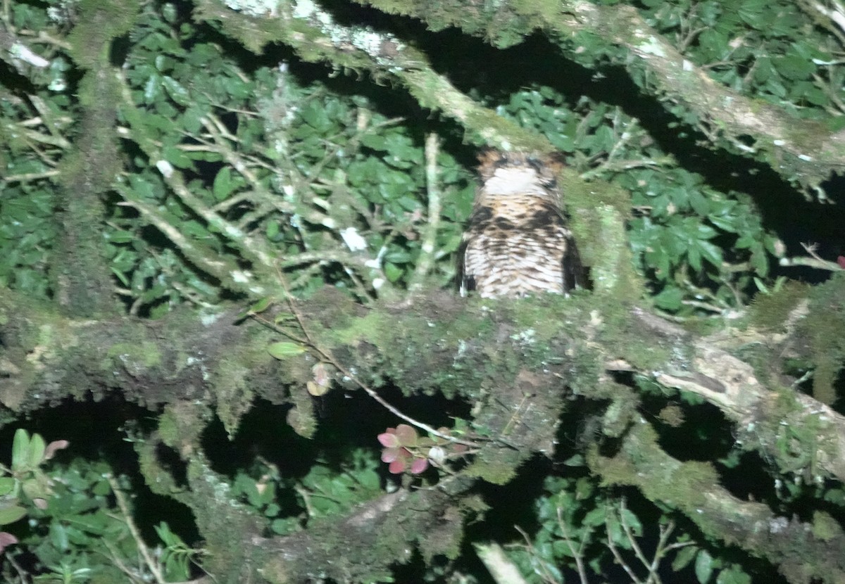 Fraser's Eagle-Owl (Usambara) - ML629897612
