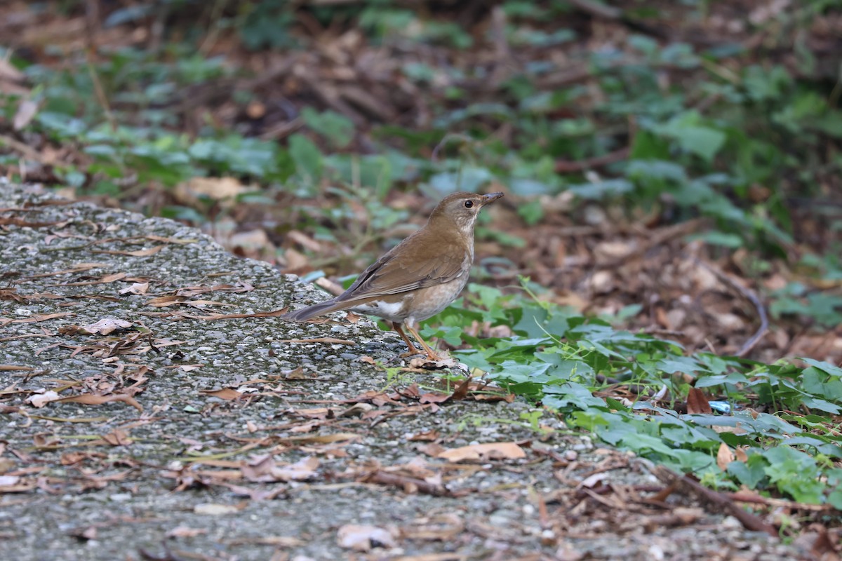 Pale Thrush - ML629897669