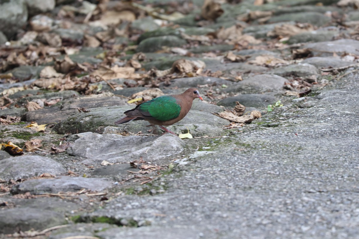 Asian Emerald Dove - ML629897674