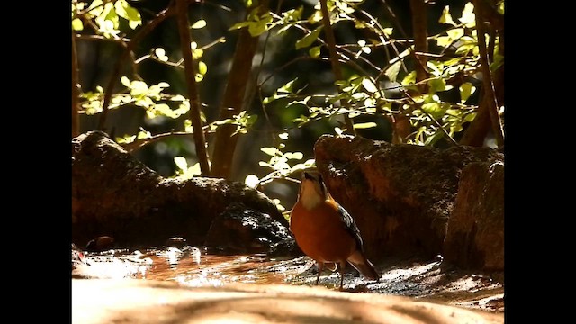 Orange-headed Thrush - ML629897825