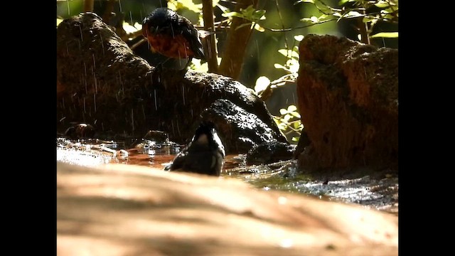 Blue-capped Rock-Thrush - ML629897872