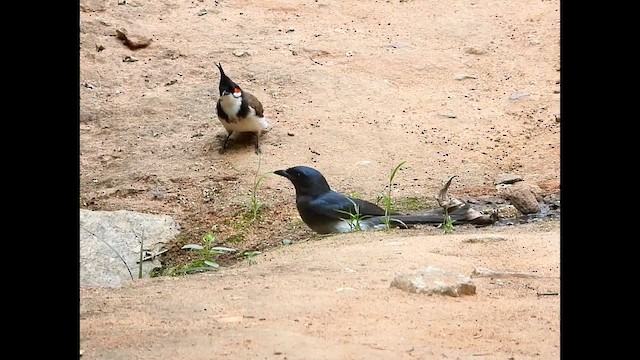 White-bellied Drongo - ML629898453