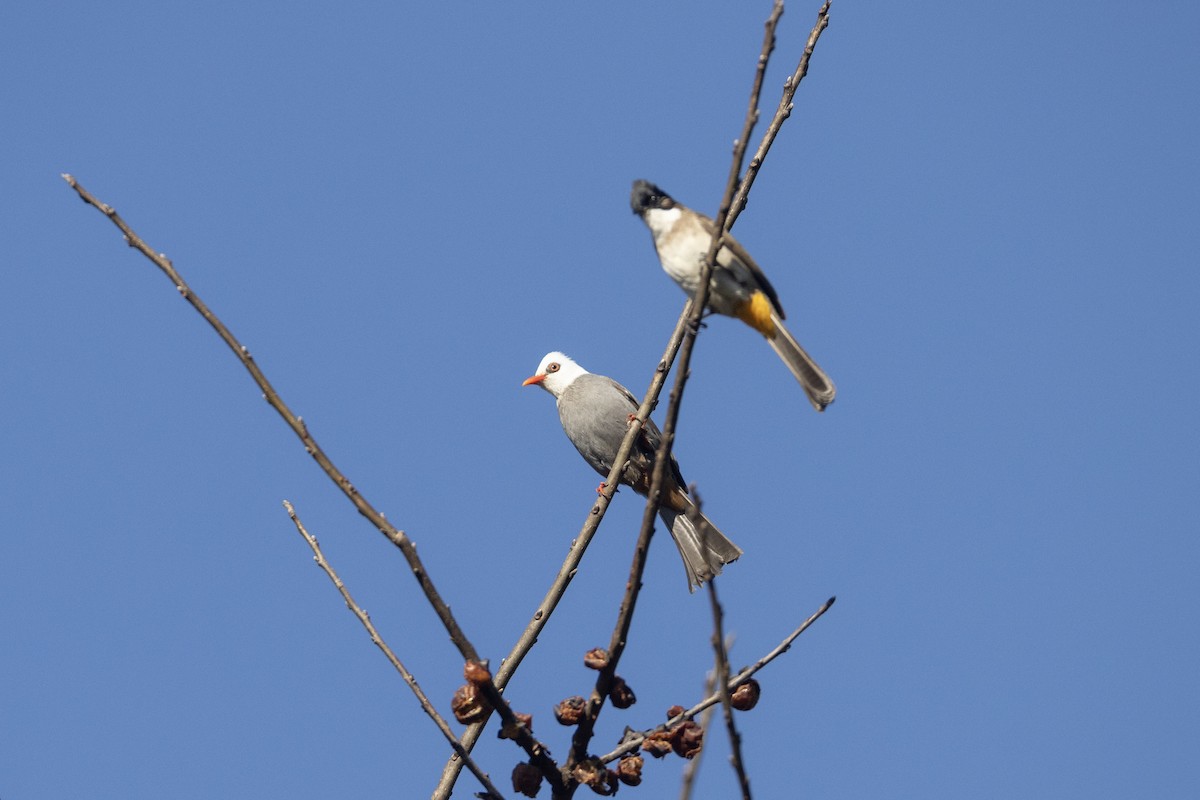 White-headed Bulbul - ML629898474